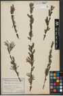 Foto von Salix viminalis L.